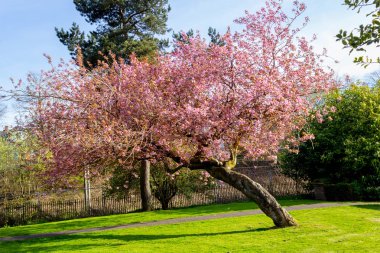 Güzel Japon kiraz ağacı tam Bloom.