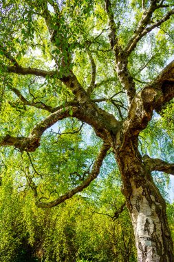 Bahar zaman uzun dallar ile eski bir huş ağacı.