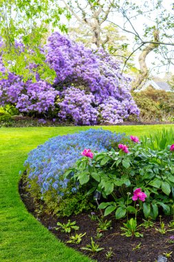 Güzel, Botanik Bahçesi bahar. Güzel Corydalis Flexuosa tam Bloom, yakın çekim