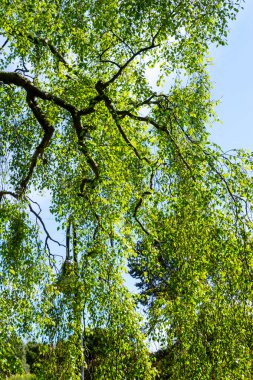 Bahar zaman uzun dallar ile eski bir huş ağacı.
