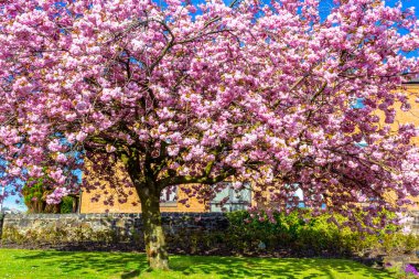 Güzel Japon kiraz ağacı çiçeği