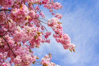 Güzel Japon kiraz ağacı çiçeği
