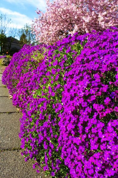 Krásná, botanická zahrada na jaře s fialovými rododendron strom — Stock fotografie