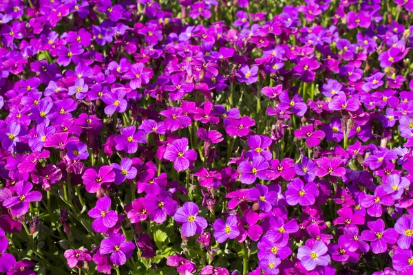 Красивый ботанический сад весной с фиолетовым рододендроном — стоковое фото