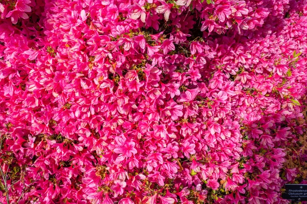 Růžový azalka květ květ — Stock fotografie