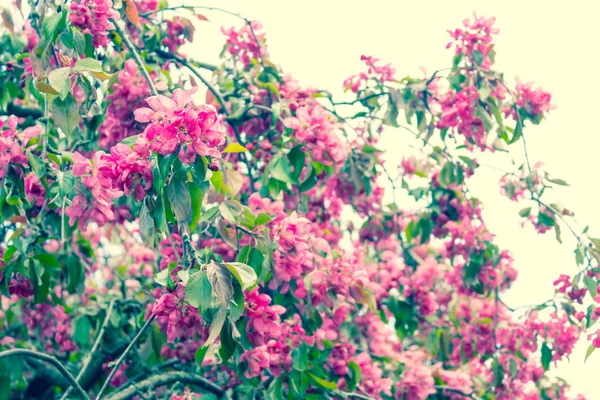 Beautiful, botanic garden in Spring with violet rhododendron tree — Stock Photo, Image