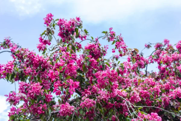 아름 다운 일본 벚꽃 나무 꽃 — 스톡 사진
