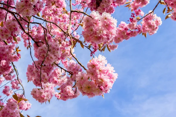 Mooie roze Japanse kersenboom bloesem tegen blauwe hemel — Stockfoto