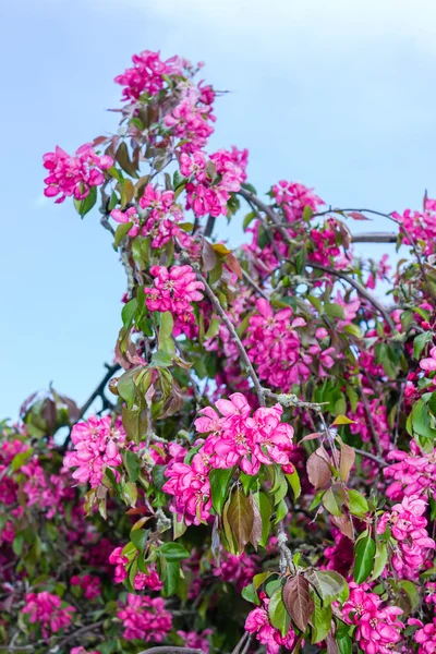 Kwiat piękny japoński wiśniowe drzewo — Zdjęcie stockowe