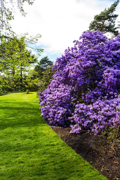 紫のシャクナゲの木で、春に美しい、植物園 — ストック写真