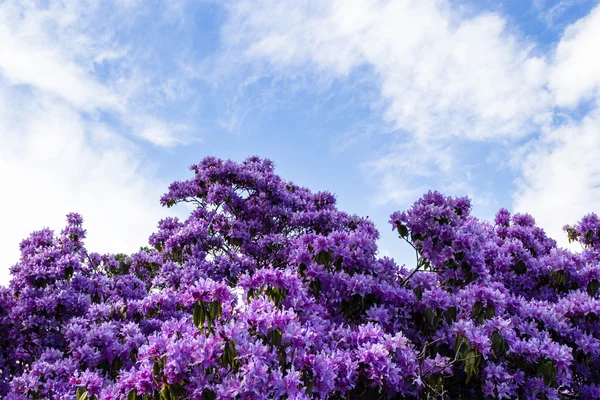 Violet rhododendron tree blossom against blue sky border — Stock Photo, Image