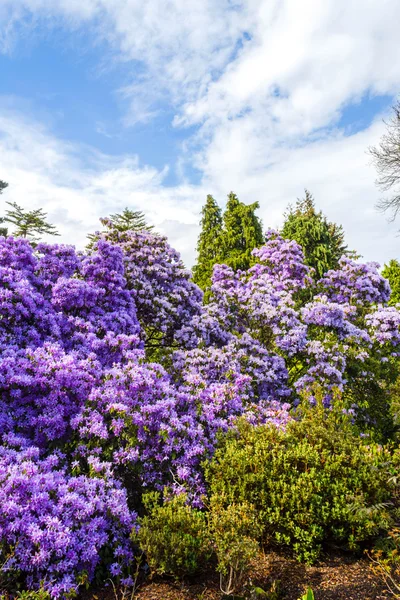 Hermoso jardín botánico en primavera . —  Fotos de Stock