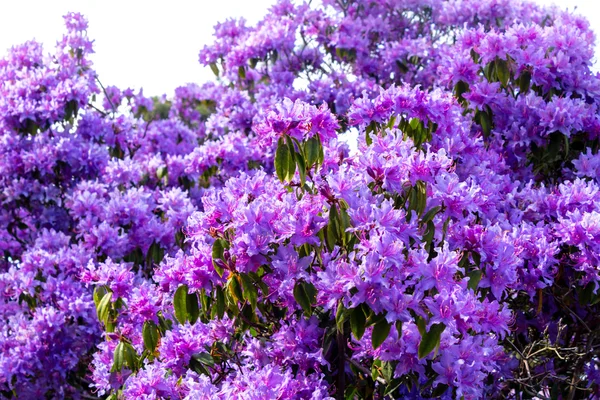 Bela azálea roxa no jardim na primavera — Fotografia de Stock