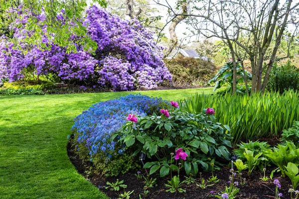 Bonito jardim botânico na Primavera. Linda Corydalis Flexuosa em plena floração, close-up — Fotografia de Stock