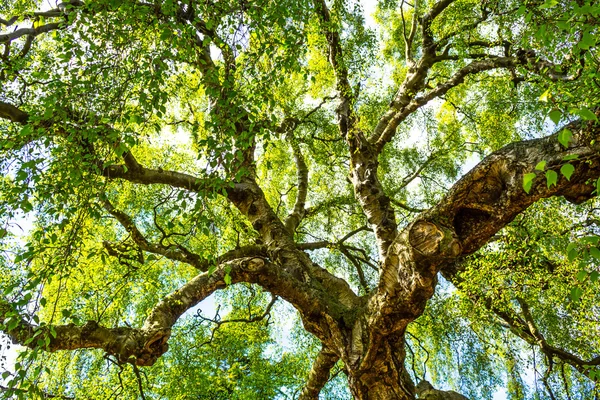 Eine alte Birke mit langen Ästen im Frühling. — Stockfoto