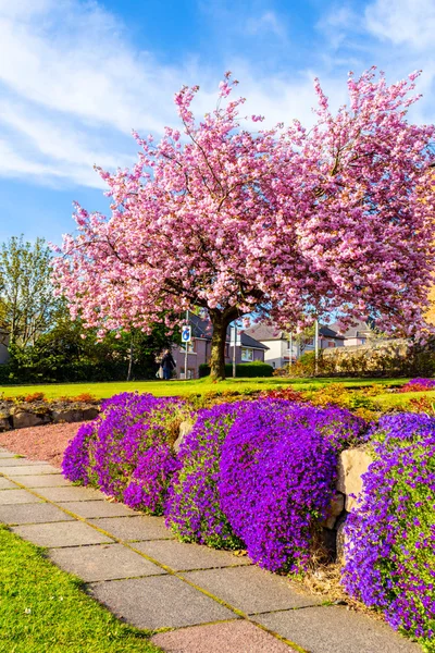 Belle fleur de cerisier japonais, pleine grandeur — Photo