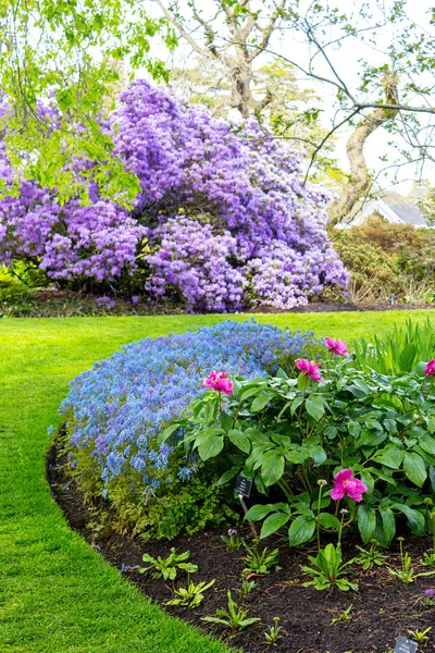 Vacker, botaniska trädgården i våren. Vackra nunneört Flexuosa i full blom, närbild — Stockfoto