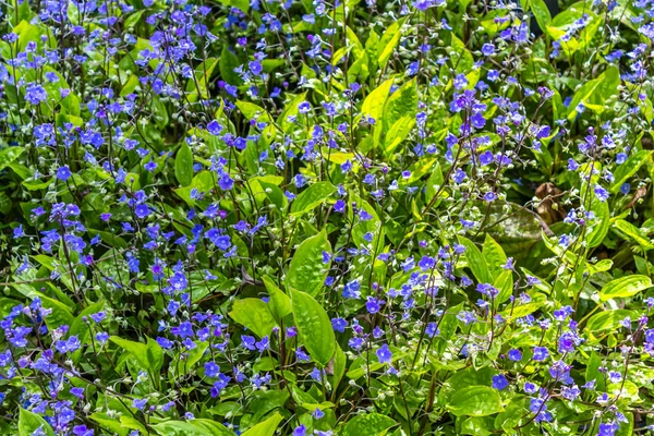 Blaue Frühlingsblumen blühen — Stockfoto