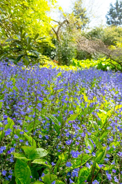 Flor de flores de primavera azul — Fotografia de Stock