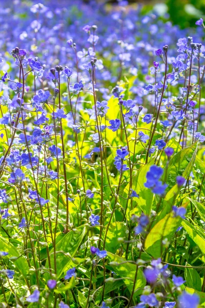 Άνθος λουλουδιών άνοιξη μπλε — Φωτογραφία Αρχείου