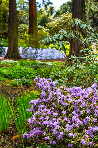 Bruiloft in de prachtige, botanische tuin in het voorjaar van — Stockfoto
