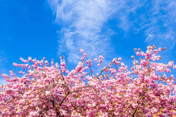 Bellissimo albero di ciliegio giapponese in fiore a maggio — Foto Stock