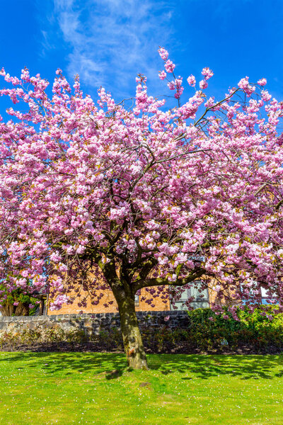 Beautiful Japanese cherry tree blossom