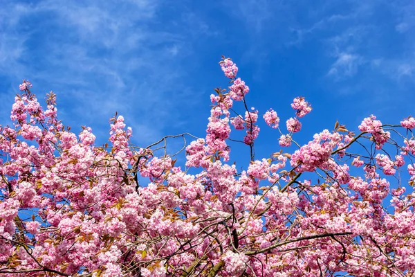 Mooie Japanse kersenboom bloesem — Stockfoto
