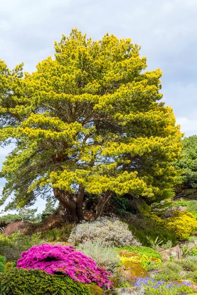 Bonito jardim botânico na primavera . — Fotografia de Stock