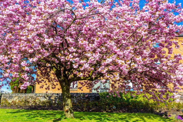 Schöne japanische Kirschbaumblüte — Stockfoto