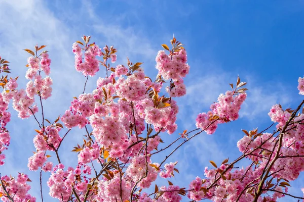 아름 다운 일본 벚꽃 나무 꽃 — 스톡 사진