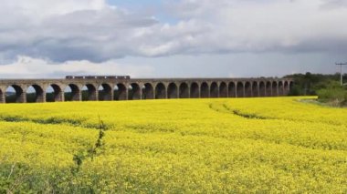 Kolza tohumu mavi gökyüzü bulutlu karşı bahar alanları