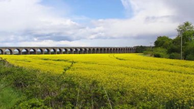 Kolza tohumu mavi gökyüzü bulutlu karşı bahar alanları