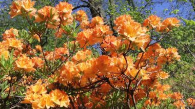 Portakal alev açelya veya yakın kadar görüntüleri Rhododendron