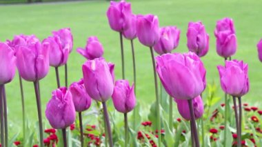 Bir sürü canlı Menekşe Lale Park
