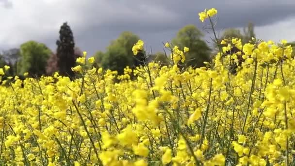 Campos de primavera de colza contra el cielo azul con nubes — Vídeo de stock