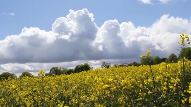 Campos de primavera de colza contra el cielo azul con nubes — Vídeos de Stock