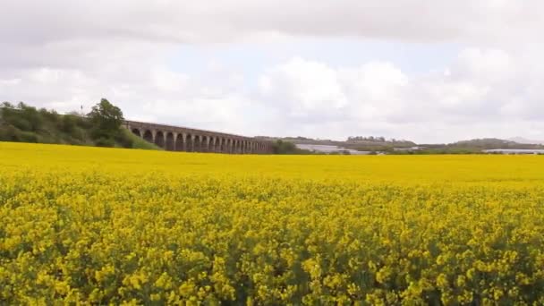 Campos de primavera de colza contra el cielo azul con nubes — Vídeos de Stock