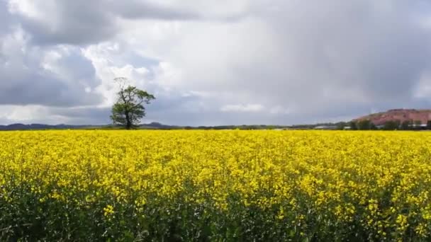 Spring fields of rapeseed against blue sky with clouds — Stock Video