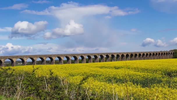 Voorjaar velden van koolzaad tegen blauwe hemel met wolken — Stockvideo