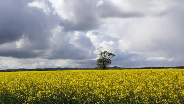 Campos de primavera de colza contra o céu azul com nuvens — Vídeo de Stock