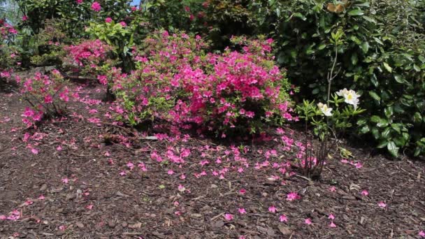 Lindas flores cor-de-rosa no jardim, close, imagens HD — Vídeo de Stock