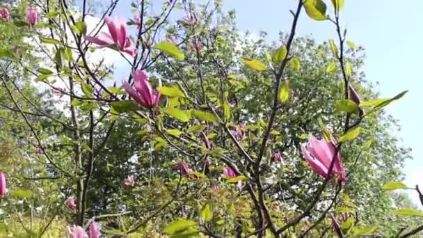 Цветение весенней магнолии — стоковое видео