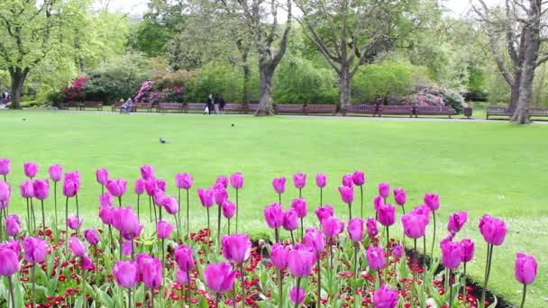 Ljusa lila tulpaner i parken en vårdag, bilder — Stockvideo