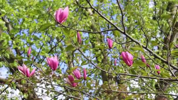 Våren magnolia träd blossom — Stockvideo