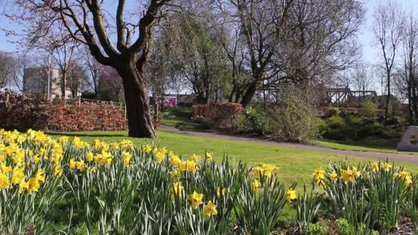 Beautiful yellow daffodils in the park, footage — Stock Video