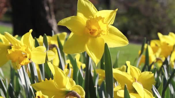 De belles jonquilles jaunes dans le parc, des images 