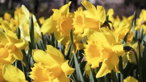 Hermosos narcisos amarillos en el parque, material de archivo — Vídeo de stock