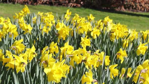 Lindos narcisos amarelos no parque, imagens — Vídeo de Stock