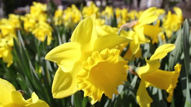 Όμορφο κίτρινο daffodils στο πάρκο, μήκος σε πόδηα — Αρχείο Βίντεο